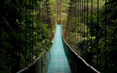 'Monteverde Cloud Forest skywalk with coffee plantation and chocolate tasting experience - Macaws Tours by Pablo C',