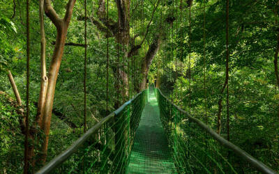 'Rainforest skywalk bridges with eco-safari tour through Puntarenas jungle canopy and wildlife - Macaws Tours by Pablo C',